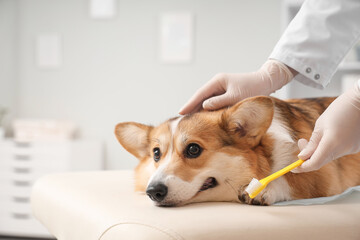 Veterinarian brushing teeth of cute Corgi dog in vet clinic