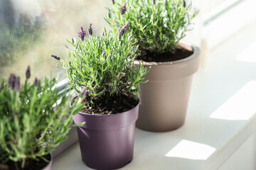 Fototapeta premium Pots with lavender flowers on windowsill at home