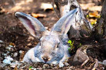 Wild Rabbit Sitting on Ground