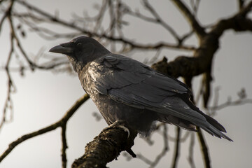 Crow Perched on Bare Branch