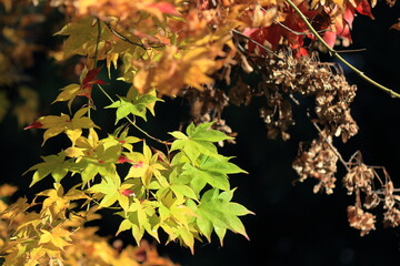 紅葉したモミジ