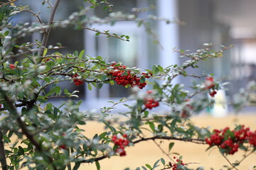 赤い実をつけたピラカンサ