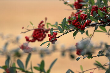 赤い実をつけたピラカンサ