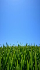 Fototapeta premium Thick, vibrant green grass stretching towards a clear blue sky, green, outdoors