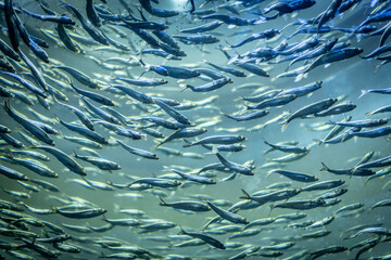 School of alewives (alosa pseudoharengus) fish