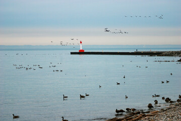 Canadian geese on Lake Ontario. Oakville, Ontario, Canada