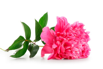 Beautiful pink peony flower on white background