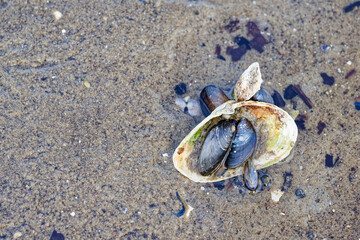 Open seashell holding smaller shells on wet beach water edge