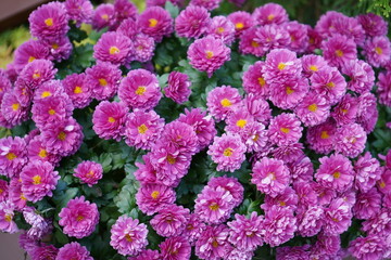 pink and purple flowers