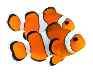 Two bright orange and white striped fish