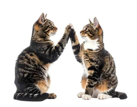 Two cats giving each other a high five (1)