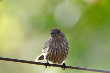 close up of House Finch