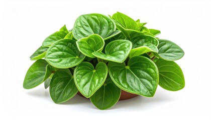Close-up of a vibrant Peperomia plant in a pot, showcasing its lush, heart-shaped leaves 