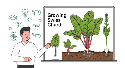 Educational Illustration: Swiss Chard Cultivation Depiction Presented by a Smiling Lecturer