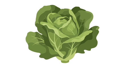 Obraz premium Fresh Green Cabbage Isolated On A Dark Background, Decorative And Graphic Illustration