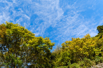 散歩の途中で見つけた秋の風景