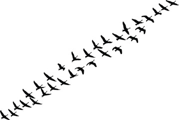 Silhouette illustration of migrating birds flying in formation across the sky, perfect for nature themes, wildlife concepts, outdoor artwork, and seasonal migration design projects
