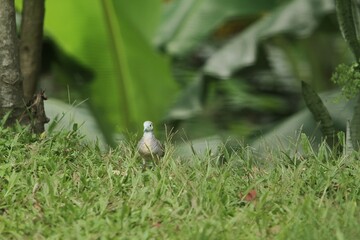 a turtle dove wandering in the bushes