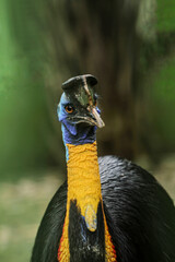 Obraz premium close up of a cassowary