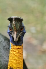 Obraz premium close up of a cassowary