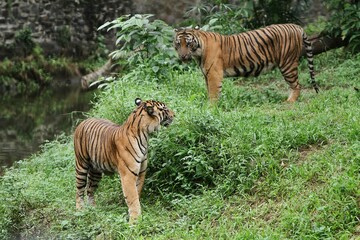 Sumatran tigers appear to be preparing to fight