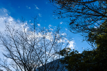 散歩の途中で見つけた秋の風景