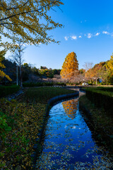散歩の途中で見つけた秋の風景