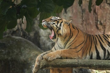 side view of a sumatran tiger lying down and roaring