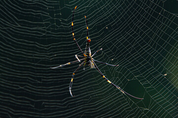 a common spider is seen living in a web