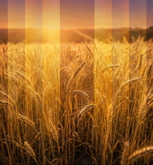 wheat field at sunset By Generated AI