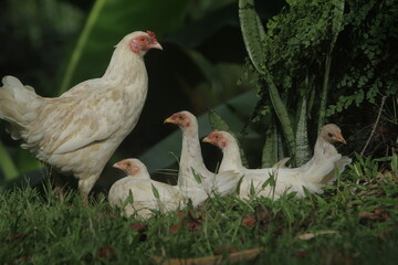 Common chickens can be seen resting on the grass