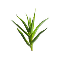 Obraz premium aloe vera plant Isolated PNG