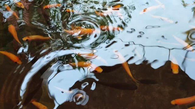 Nilem fish swim gently in a clear therapy pond, offering a calming foot-spa sensation as they nibble softly, creating a soothing and refreshing relaxation experience.