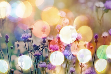 Thistle blooming in the meadow, beautiful purple flowers of thistle, meadow with colorful bokeh background - vintage filter, selective and soft focus on the thistle flowers