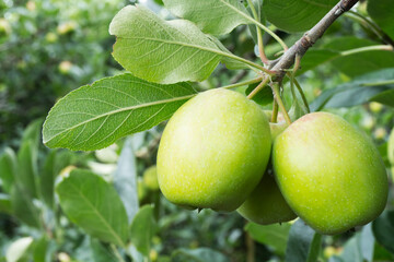 Green Apples on a Branch with Lush Leaves