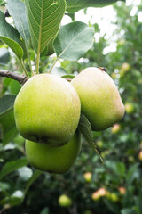 Close-up of Green Apples Growing on a Tree Branch