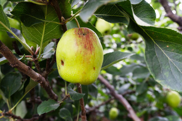 Green Apple with Brown Spot on Branch