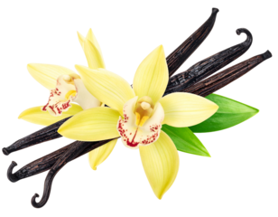 Creamy orchid blooms with dark pods