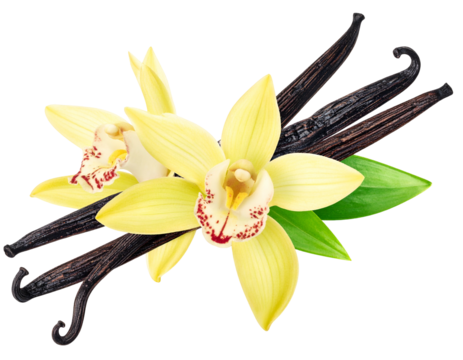 Creamy orchid blooms with dark pods