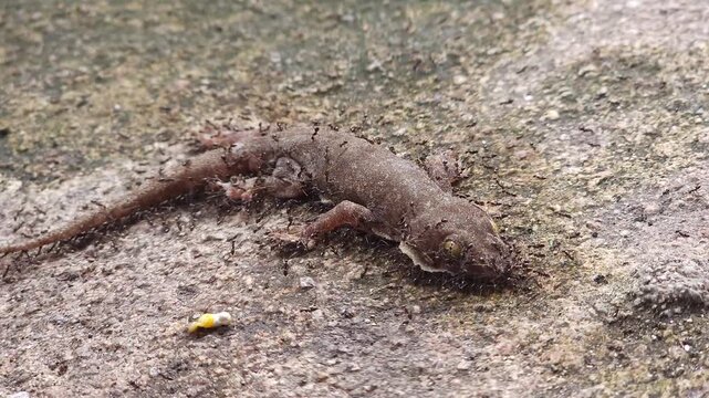 Dramatic moment of a dying gecko being lifted by a group of ants