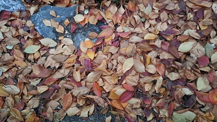 autumn leaves and stone natural background