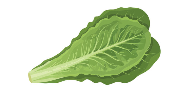 Fresh Lettuce Leaves on Black Background Presenting Culinary and Nutritional Options