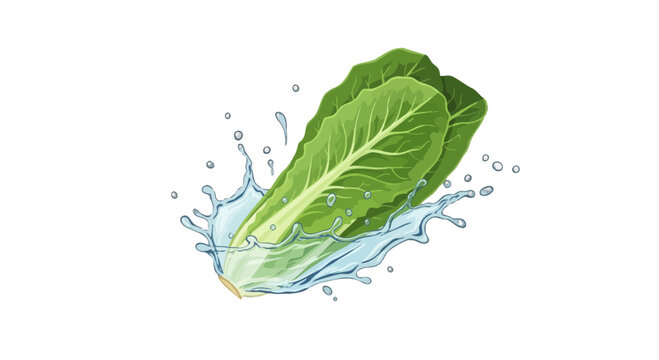 Fresh Lettuce Leaves With Water Splashes And Black Background For Healthy Eating