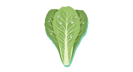 Fresh Lettuce Vegetable with Water Drops Isolated on Black Background Illustration