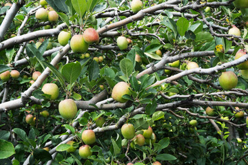 Apple Tree Branch with Fruits and Green Leaves