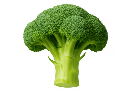 Fresh green broccoli florets and stalk on a transparent background, depicting healthy eating and organic food concepts