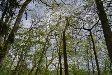 A low-angle shot of a forest canopy with new leaves emerging on the trees under a cloudy sky in from Hunter's Lodge Observation deck, Skatu laukums Mednieku namiņš, in Sigulda, Latvia