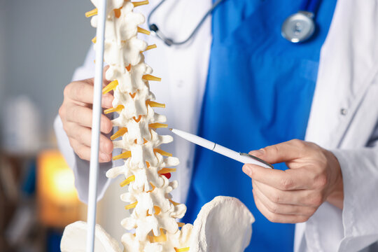Doctor with human spine model in hospital, closeup - Powered by Adobe