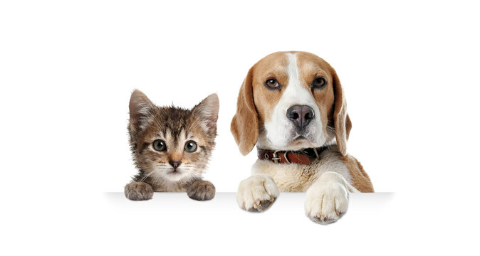 Cat and dog peeking out on white background. Animals holding their paws on banner