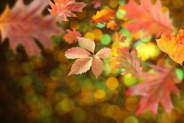 Beautiful autumn leaves falling against blurred background with lights, bokeh effect